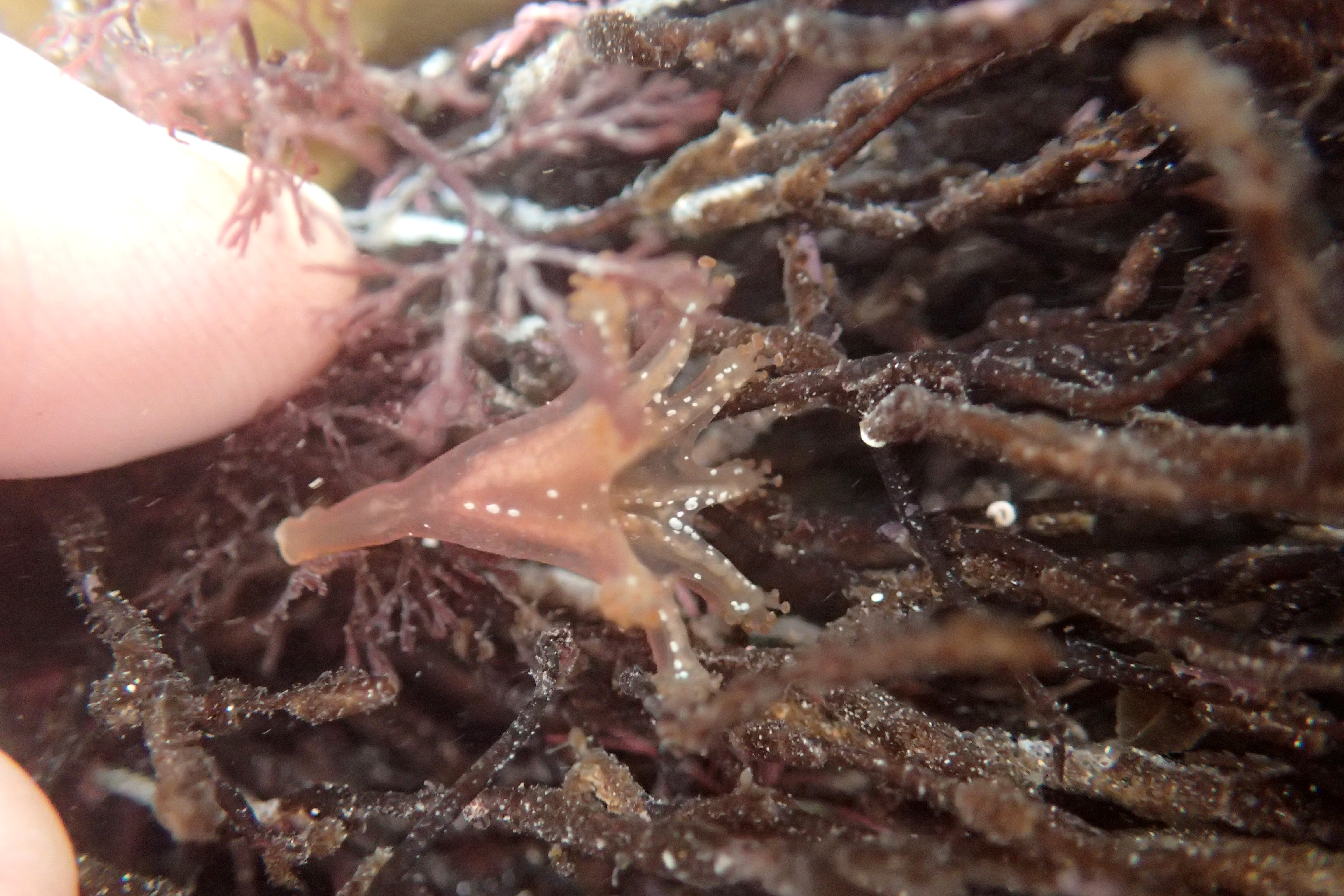 Calvadosia campanulata