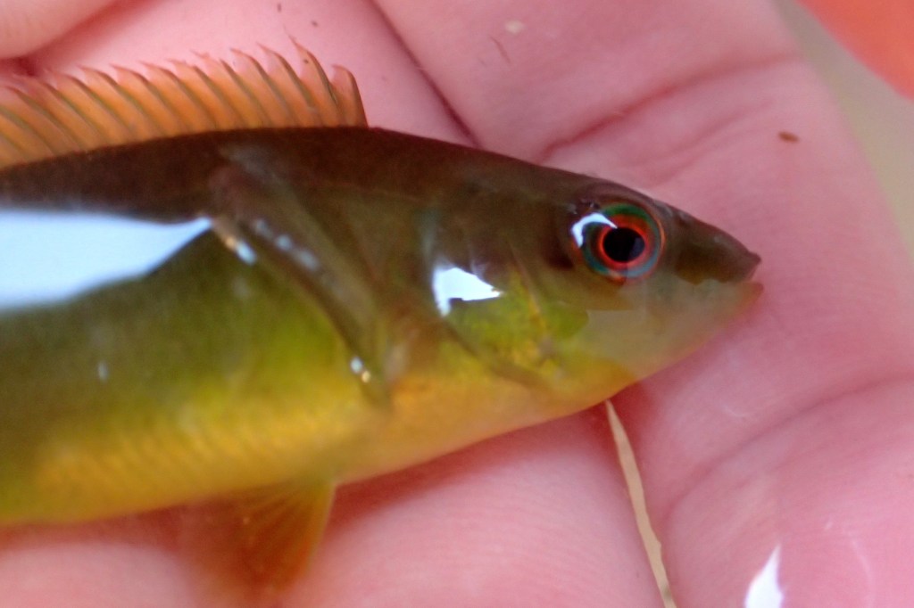 A juvenile wrasse - probably ballan wrasse