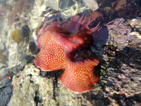 Strawberry anemones on a partly submerged rock