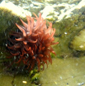 Anemone at Castle Beach, Falmouth. In a rock pool.