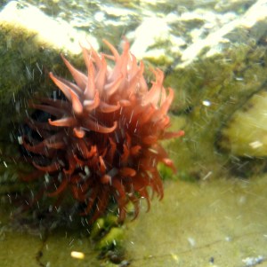 Anemone at Castle Beach, Falmouth. In a rock pool.