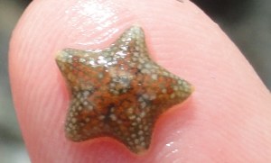 A tiny cushion star found in Cornish Rock pools.