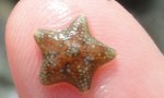 Asterina phylactica cushion star