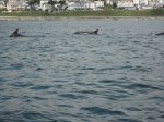 Dolphins at Hannafore, Looe