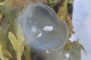Crystal jellyfish in a Cornish Rockpool. Looe Island.