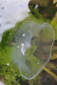 Crystal jellyfish in a rock pool at Looe Island, Cornwall