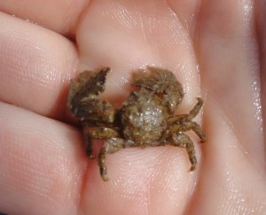 Broad clawed porcelain crab, Cornwall.