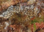 Sea squirts on rocks in Hannafore, Looe. Star ascidian and light bulb.
