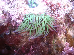 Anemone in a Cornish rock pool.