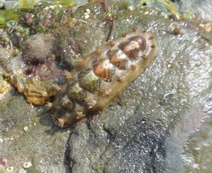 Spiny chiton, Looe, Cornwall