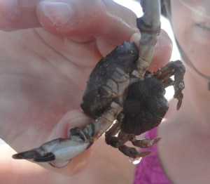 Crab with eggs in rock pool, Loee, Cornwall.
