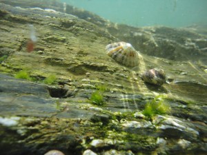 Limpet and top shell in a Cornish rock pool. Castle Beach.