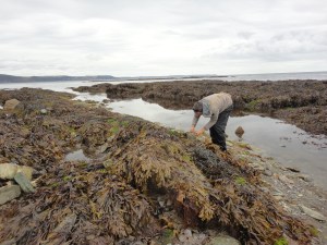 Bottoms-up! Family rockpooling