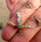 Diogenes pugilator hermit crab moult at Mawgan Porth