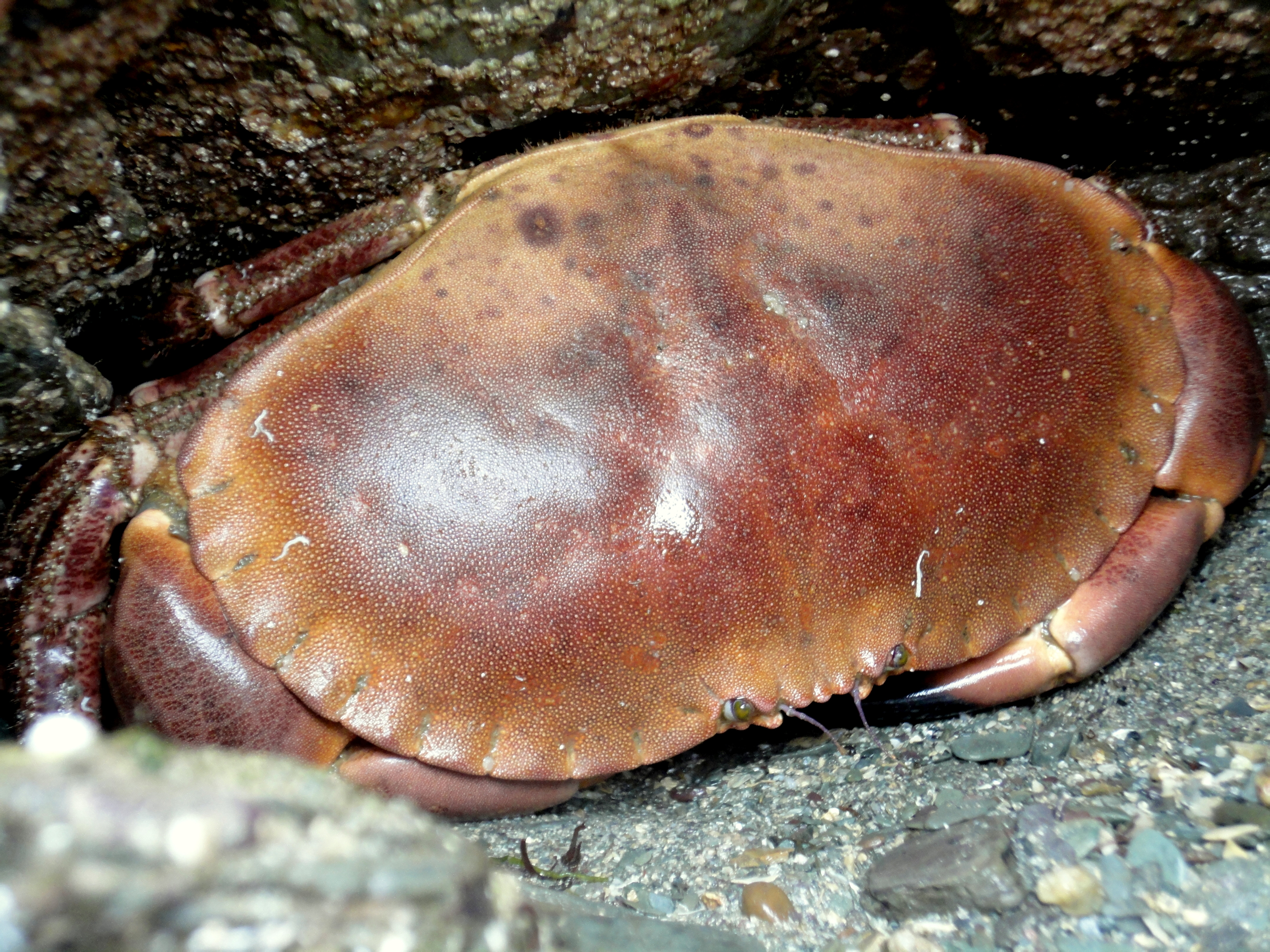 Large edible crab
