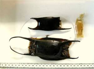 Mermaid's purses, Mawgan Porth.