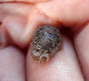 An unusual swimming sea slug - Pleurobranchus membranaceus