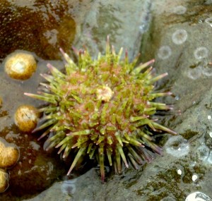 Shore urchin