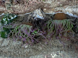 Cornish Rock Pools Snakelocks anemone