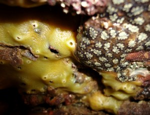 Sponge and sea squirts