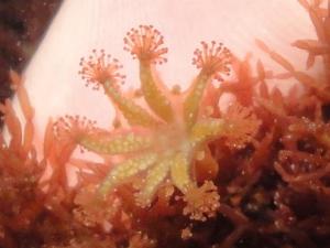 A stalked jellyfish - Haliclystus octoradiatus