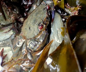 Velvet swimming crab