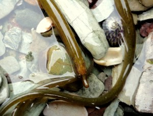 Worm pipefish - relatives of the seahorses