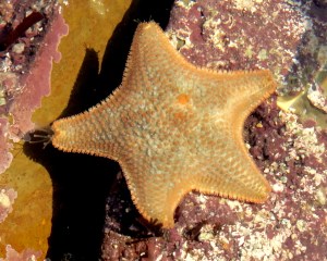 Cushion star in a Cornish Rock Pool, Castle Beach.