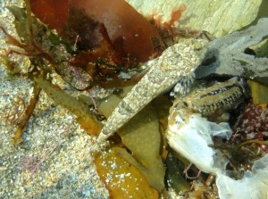 Cornish Rock Pools, Dragonet