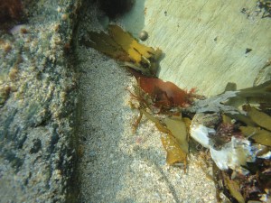Cornish Rock pool, dragonet