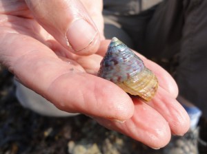 Painted top shell in Cornish Rock Pool
