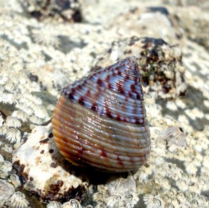 Painted topshell in Cornish Rock Pool