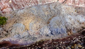 Cornish Rock Pool crammed full of snakelocks anemones