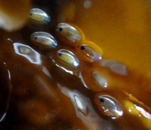 Blue rayed limpets, Cornish Rock Pools