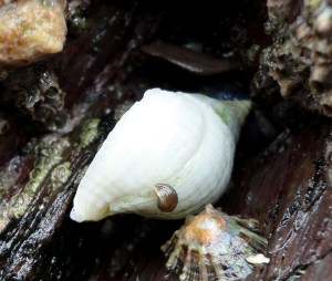 Dog whelk in Cornish Rock Pool