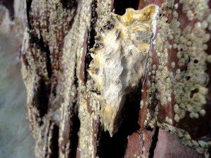 Pacific Oyster in Cornish Rock Pools