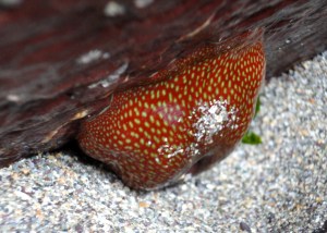 Strawberry anemone, Cornish Rock Pools