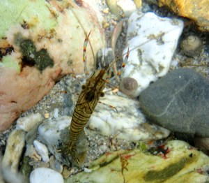 Common prawn, Cornish Rock pool