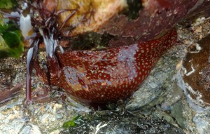 Strawberry anemone in a Cornish Rock Pool