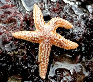 Common starfish in the rockpools at Readymoney