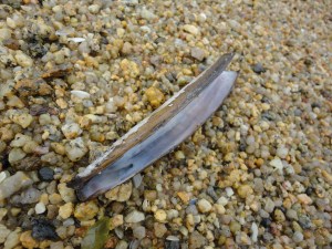 Razor shell