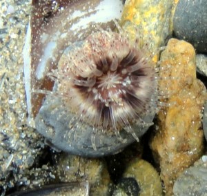 Anemone (poss sargatia sp) on a pebble.