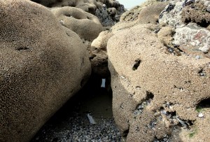 Honeycomb worm reef, Cornish Rock Pools