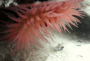 Strawberry anemone, Cornish Rock Pools