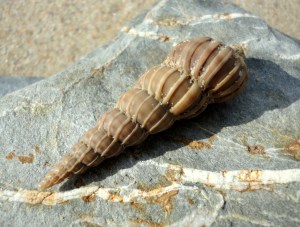 A wentletrap shell, Cornish Rock Pools