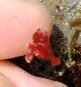 Stalked jelly, Lucernariopisis campanulata 