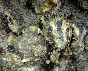 Oysters at Trevignon, Brittany.