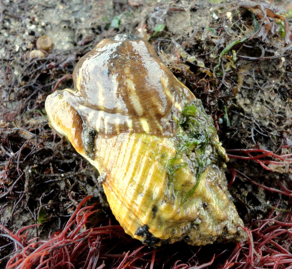 Parasitic anemone on a whelk shell