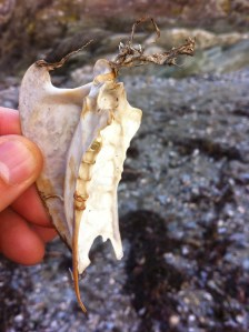 The breast bone of a herring gull