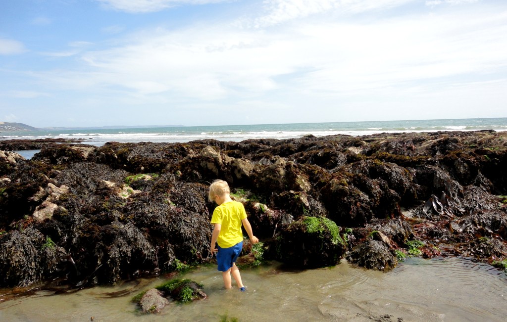 What will you find in the rock pools?